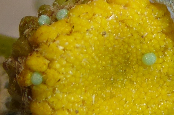 Alvaradoia numerica, Noctuidae